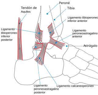 Ankle es.svg