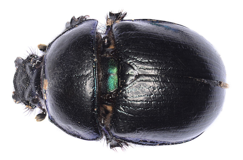 File:Anoplotrupes stercorosus top view 9137.jpg