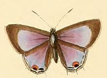 Anthene otacilia1.JPG