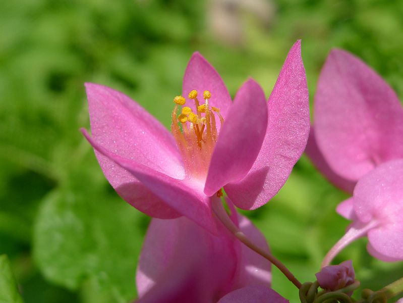 File:Antigonon leptopus flower (5731619434).jpg