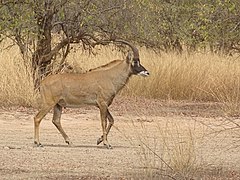 Antelope horse Photograph: AMADOU BAHLEMAN FARID