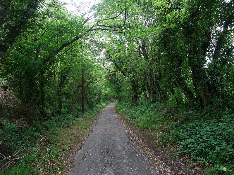 File:Appleton's Copse - geograph.org.uk - 2415403.jpg