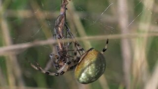 Fájl: Araneus quadratus - nőstény.ogv