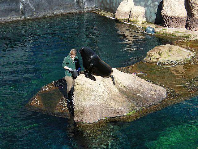 The feeding of a brown fur seal at the Wrocław zoo