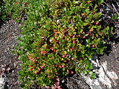 Kinnikinnick (Arctostaphylos uva-ursi)