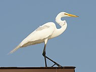 Nagy kócsag (Egretta alba)