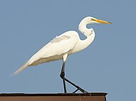 Nagy kócsag (Egretta alba)