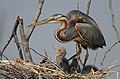 An adult with chicks on a nest at Lake Baringo, Great Rift Valley, Kenya