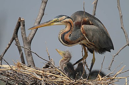 Adult A. p. purpurea with chicks at Lake Baringo, Kenya