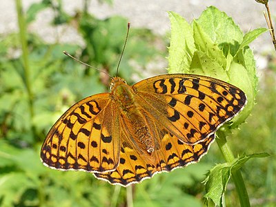 Feuriger Perlmutterfalter Argynnis adippe Fam.: Edelfalter Foto: Harald Süpfle (CC BY-SA 2.5)