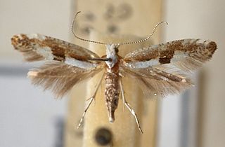 <i>Argyresthia bonnetella</i> species of insect