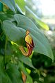 Aristolochia sempervirens kz1.jpg