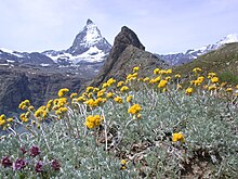 Žlutě kvetoucí pelyněk, v pozadí Matterhorn