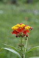 * Nomination Asclepias curassavica --Vengolis 03:42, 10 July 2017 (UTC) * Promotion Good quality. -- Johann Jaritz 04:16, 10 July 2017 (UTC)