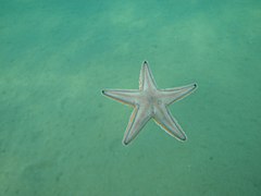 File:Astropecten jonstoni - Sea Star (Αστερίας) - 4816499190.jpg (Category:Astropecten jonstoni)