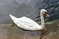 * Nomination Swan in Hyde Park, London --Mike Peel 18:32, 7 July 2023 (UTC) * Promotion  Support Good quality. --Grunpfnul 08:21, 8 July 2023 (UTC) Can you please brighten it a bit, speciall the right half? --Poco a poco 08:33, 8 July 2023 (UTC) Thanks for the review, brighter version uploaded. Mike Peel 10:00, 8 July 2023 (UTC)  Support Good quality. --Grunpfnul 12:48, 8 July 2023 (UTC)
