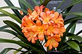 * Nomination Clivia miniata 'Salmon Sensation' at Kew Gardens --Mike Peel 14:21, 13 April 2024 (UTC) * Promotion  Support Good quality. --Rjcastillo 22:19, 13 April 2024 (UTC)