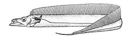 Atlantic cutlassfish.jpg
