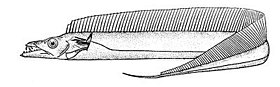 Atlantic cutlassfish.jpg