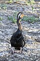 * Nomination Australasian darter (Anhinga novaehollandiae) male --Charlesjsharp 10:34, 15 January 2024 (UTC) * Promotion  Support Good quality. --Ermell 10:36, 15 January 2024 (UTC)