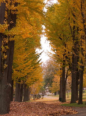 Avenue of Ginkgo biloba trees in autumn, Allegheny Cemetery, Pittsburgh