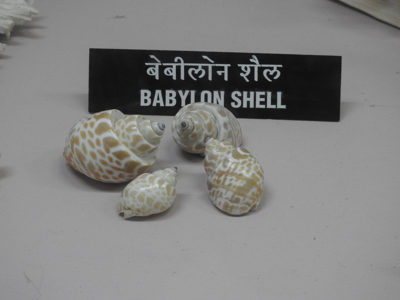 File:Babylon Shell Babylonia spp by Dr Raju Kasambe DSCN0234 (3).jpg