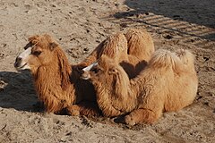 Bactrian Camel Tennoji.jpg