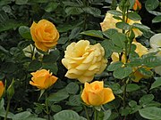 Category:Rosa in Baden-Baden - Wikimedia Commons