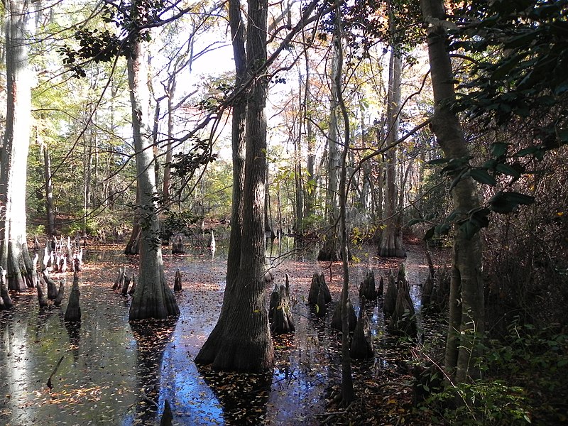 File:Bald Cypress Swamp at FLSP (5248762659).jpg