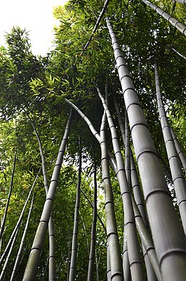 Bamboo in Ninfa Garden.JPG
