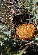 Banksia aurantia