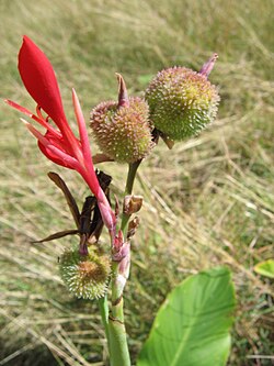 C. indica