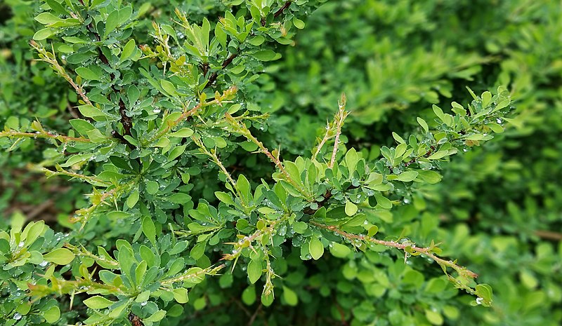 File:Barberry in spring rain - Arlington, MA.jpg