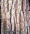 Bark of Xylia xylocarpa.jpg