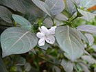 Barleria cristata (357136066).jpg