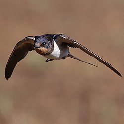 Barn swallow, Hirundo rustica-2 (36902148543).jpg