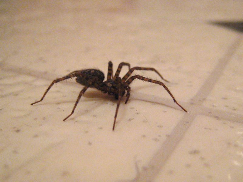 File:Bathroom spider.JPG