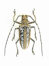 Самка Batocera wallacei