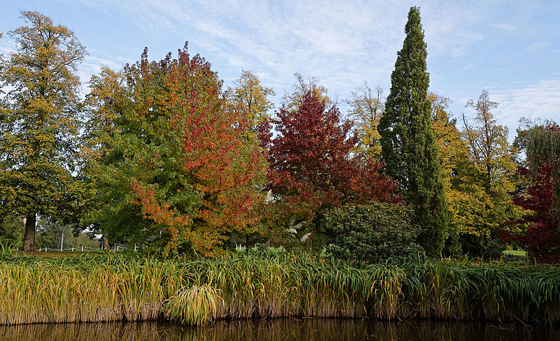 File:Beale Arboretum lakeside trees - West Lodge Park - Hadley Wood Enfield London 1.jpg