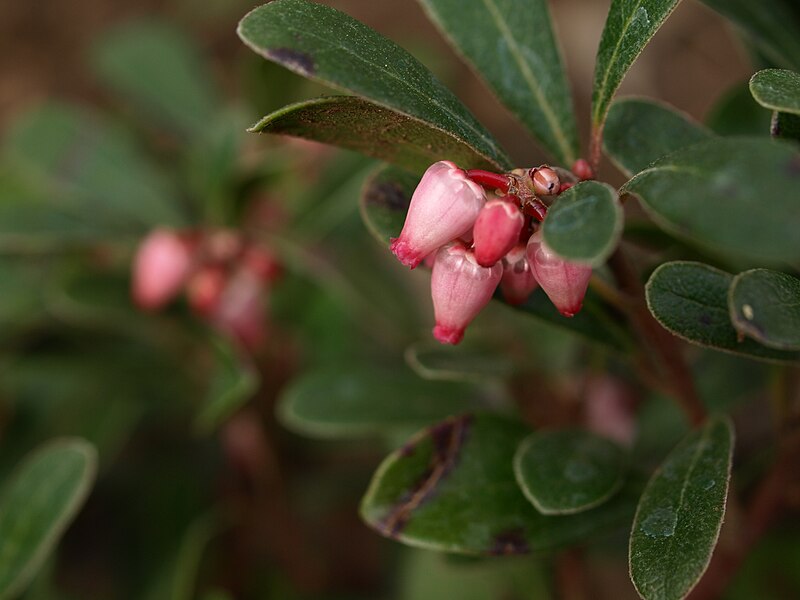 File:Bearberry Flower.jpg