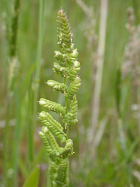 Beckmannia syzigachne