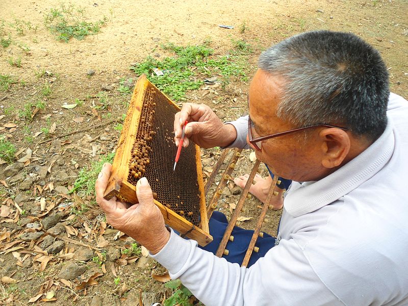 File:Beekeeping in Hainan - 04.jpg