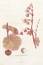 Vignette pour Begonia balmisiana