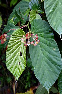 <i>Begonia consobrina</i> species of plant