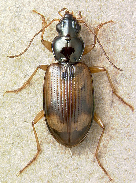 File:Bembidion sarpedon.jpg