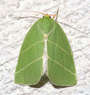 <i>Bena bicolorana</i> Species of moth