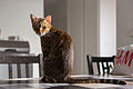 * Nomination Young bengal cat of three years in Lyon. -- Medium69 03:14, 25 November 2015 (UTC) * Decline Not bad, but relevant parts (legs & torso) are not sharp enough. Use a higher f (at least 5.6) next time. --Jacek79 18:47, 26 November 2015 (UTC)