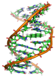 一小段DNA雙股螺旋。