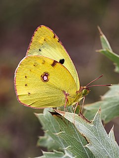 <i>Colias alfacariensis</i> Species of butterfly