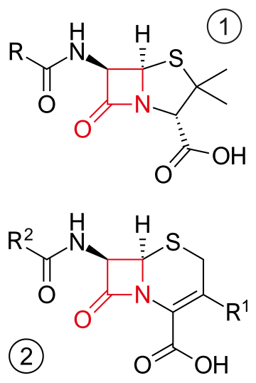 Antibiotique bêta-lactamine